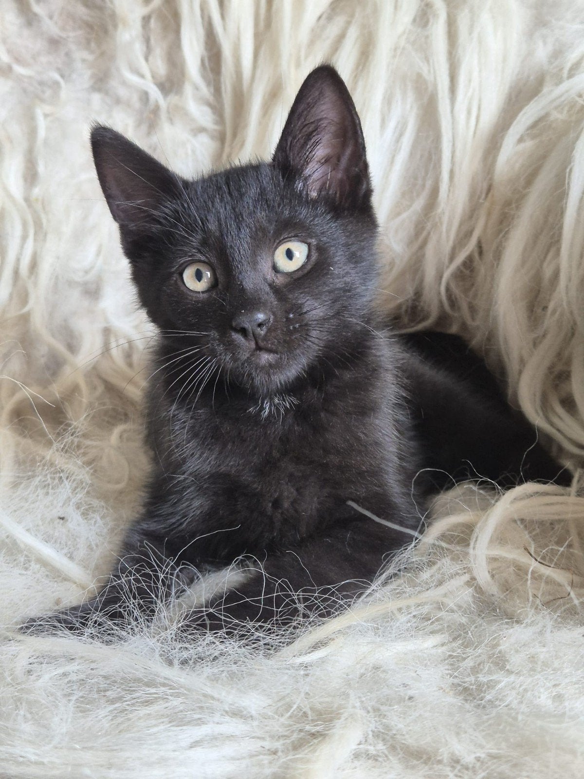 prachtige lieve kitten (gelijk mee!), Meerdere dieren, Kortharig, 0 tot 2 jaar