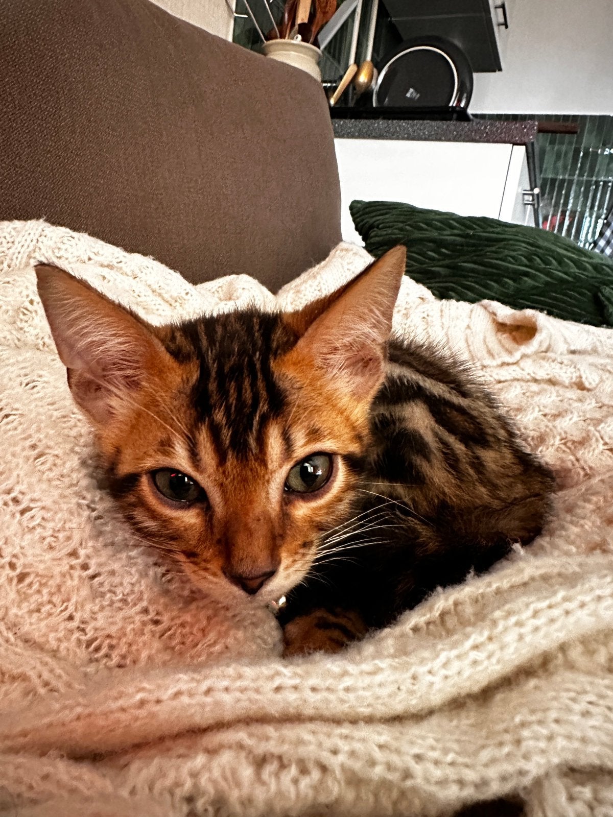 Bengaal kitten sociaal & speels – goed huis gezocht, Dieren en Toebehoren, Kater
