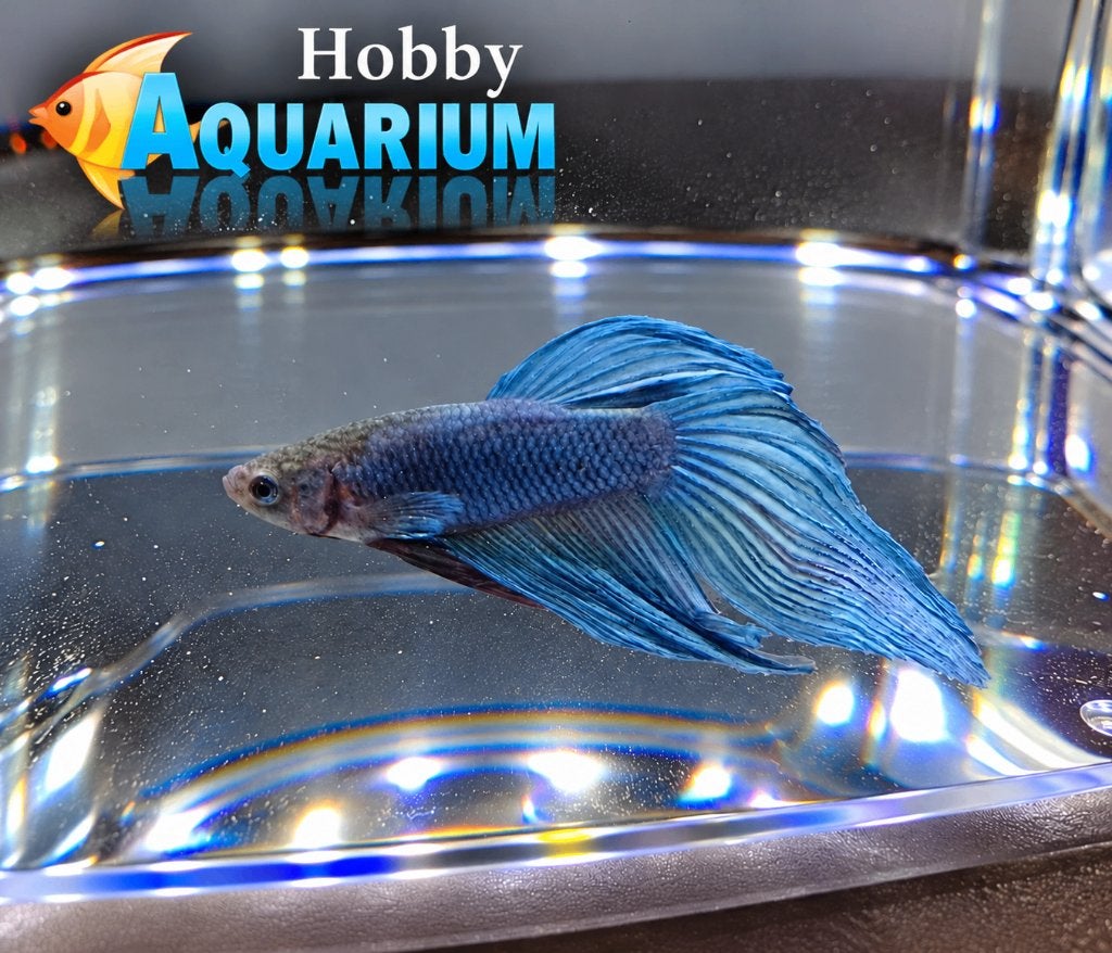Hobbyaquarium Betta SP Male / Kempvis Woensdag 21 ok 12/20u, Vis, Zoetwatervis
