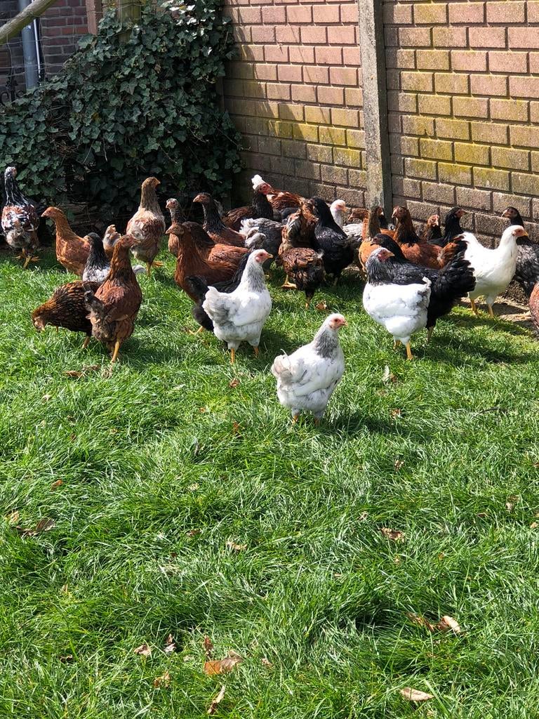Jonge Wyandotte kriel hennen in mix kleuren., Dieren en Toebehoren, Vrouwelijk, Kip