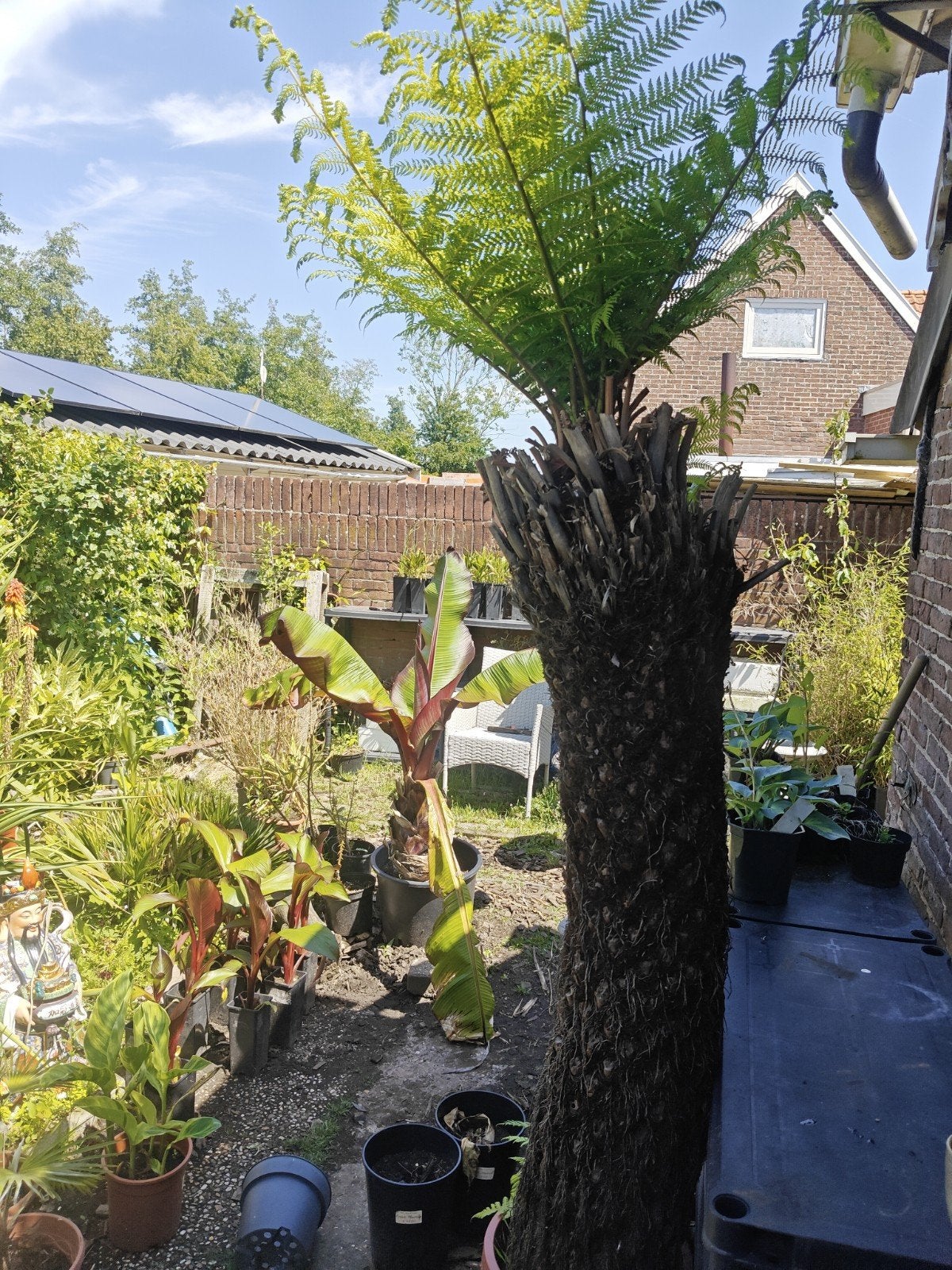 Dicksonia antarctica, Ophalen, Bloeit niet, Vaste plant, Halfschaduw