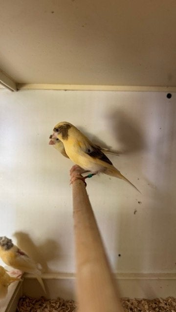 Harlekijnen, Meerdere dieren, Postuurkanarie