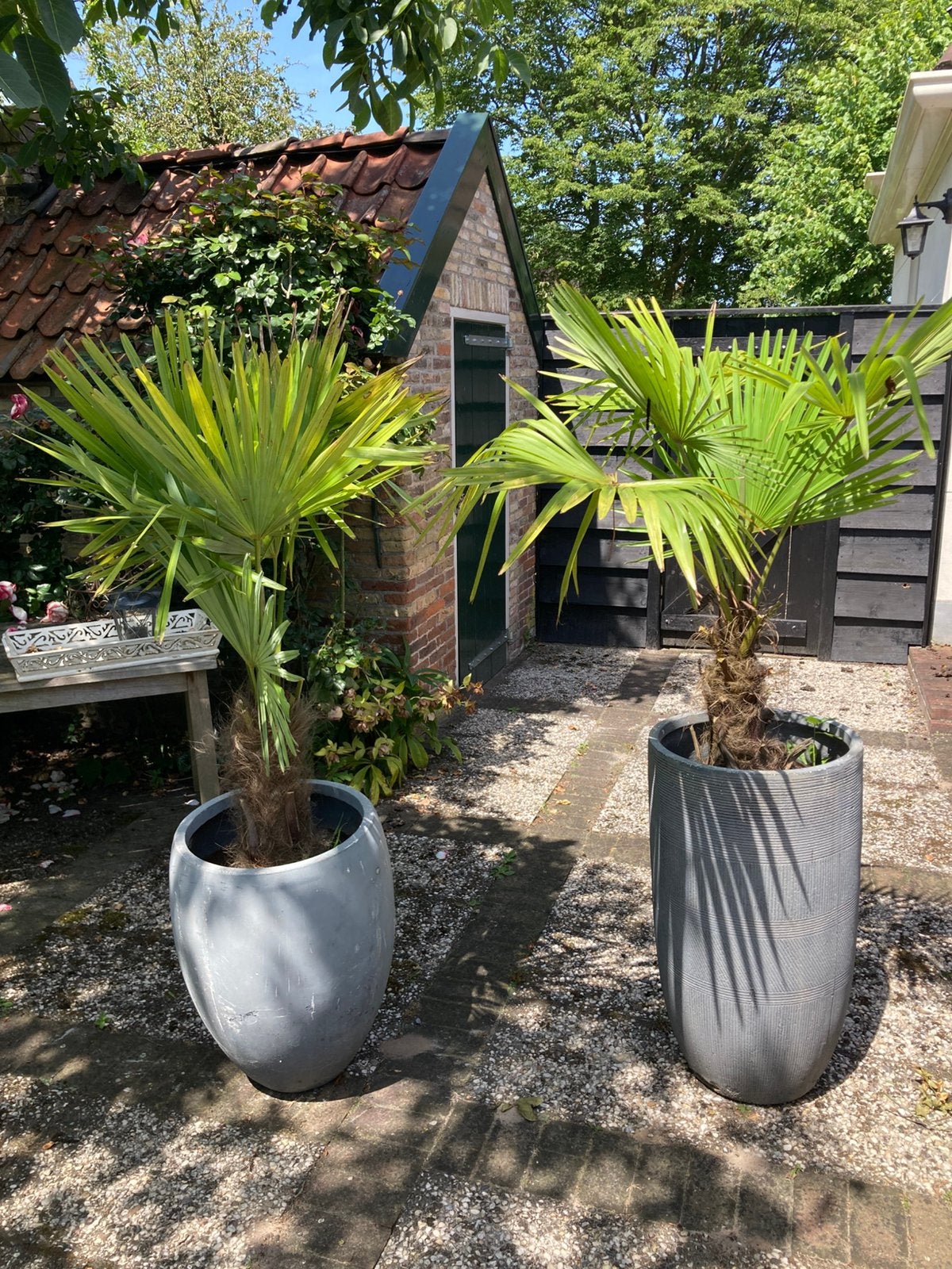 2 palmboompjes, Ophalen, Overige soorten, Volle zon