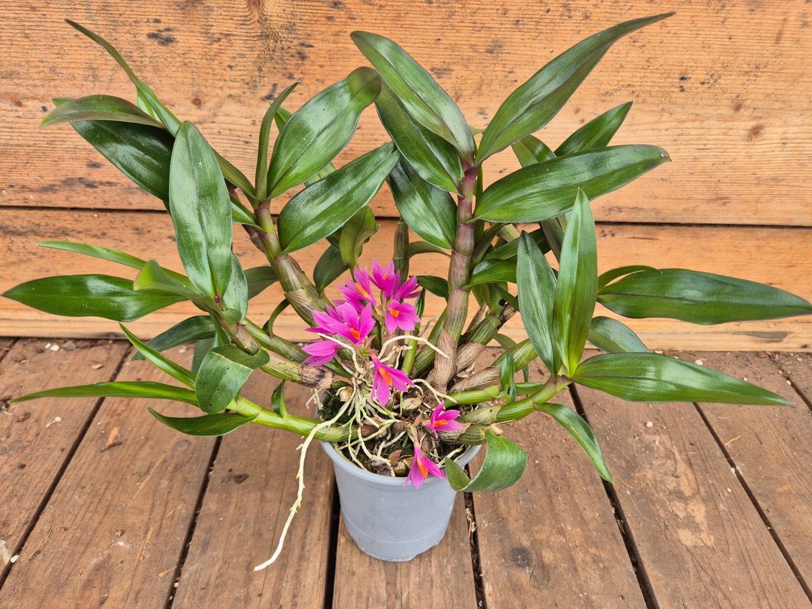Orchidee Dendrobium Hibik p9, Ophalen of Verzenden, Halfschaduw, Minder dan 100 cm