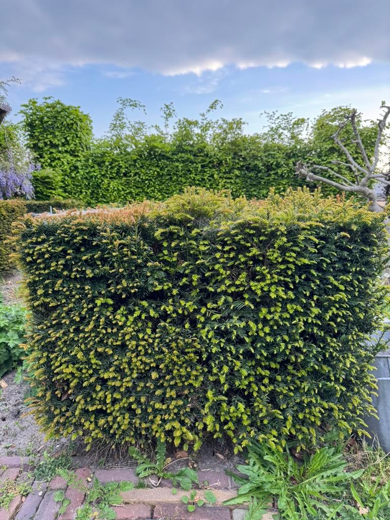 T.e.a.b. 4 keer taxus baccata, Ophalen, Taxus, Minder dan 100 cm