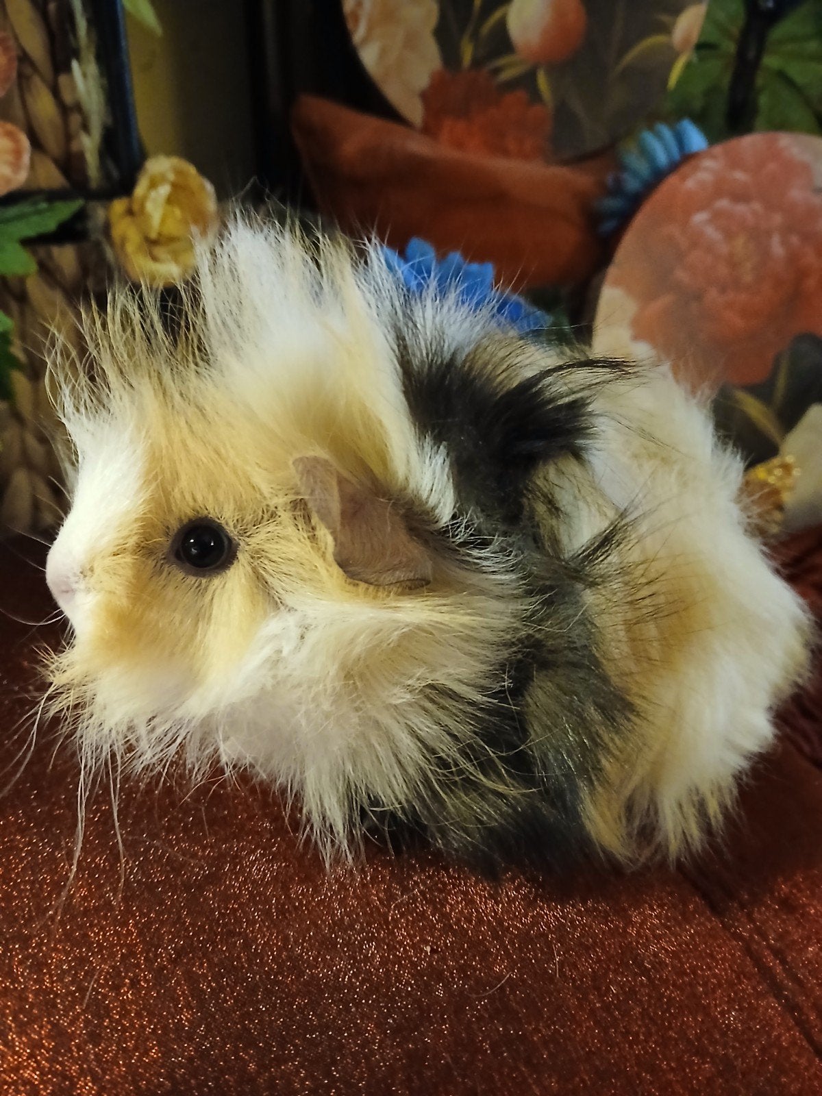 3 lieve peruvian caviazusjes, Dieren en Toebehoren, September, Vrouwelijk, Cavia