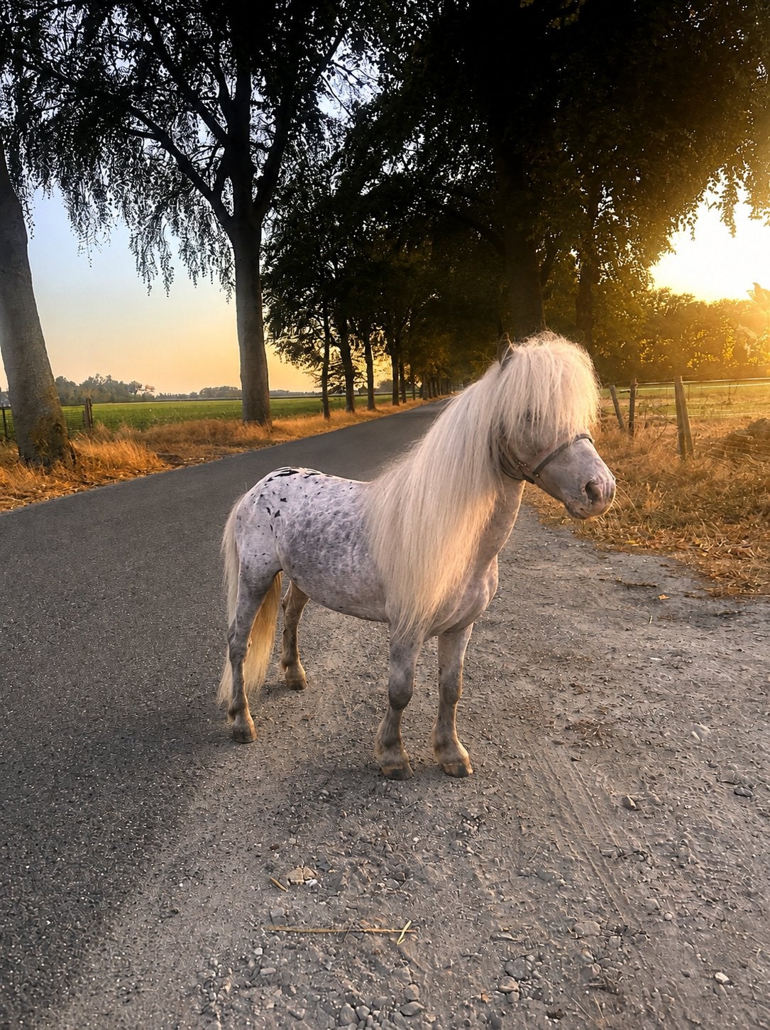 Ter dekking - BMP MINI MINIATUUR PAARD PONY 83cm hengst, Hengst