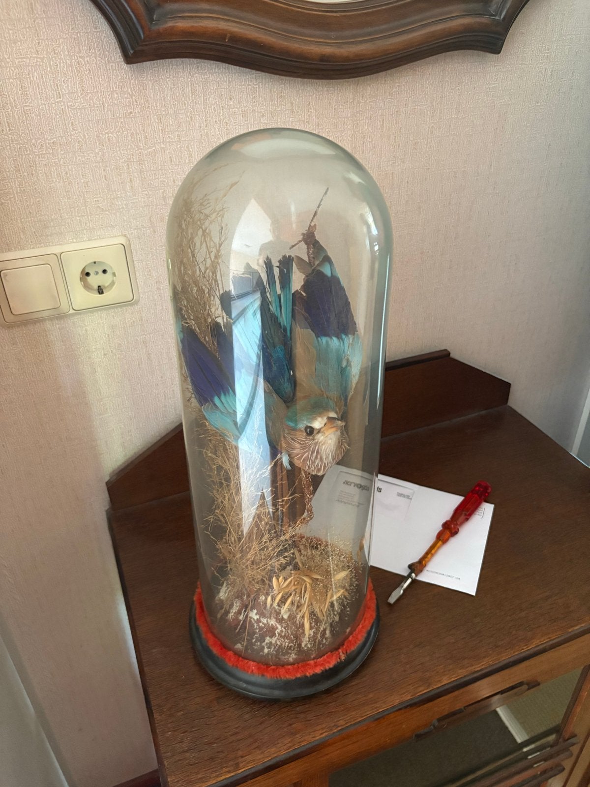 Antieke opgezette vogel in glazen stolp - Taxidermie, Ophalen