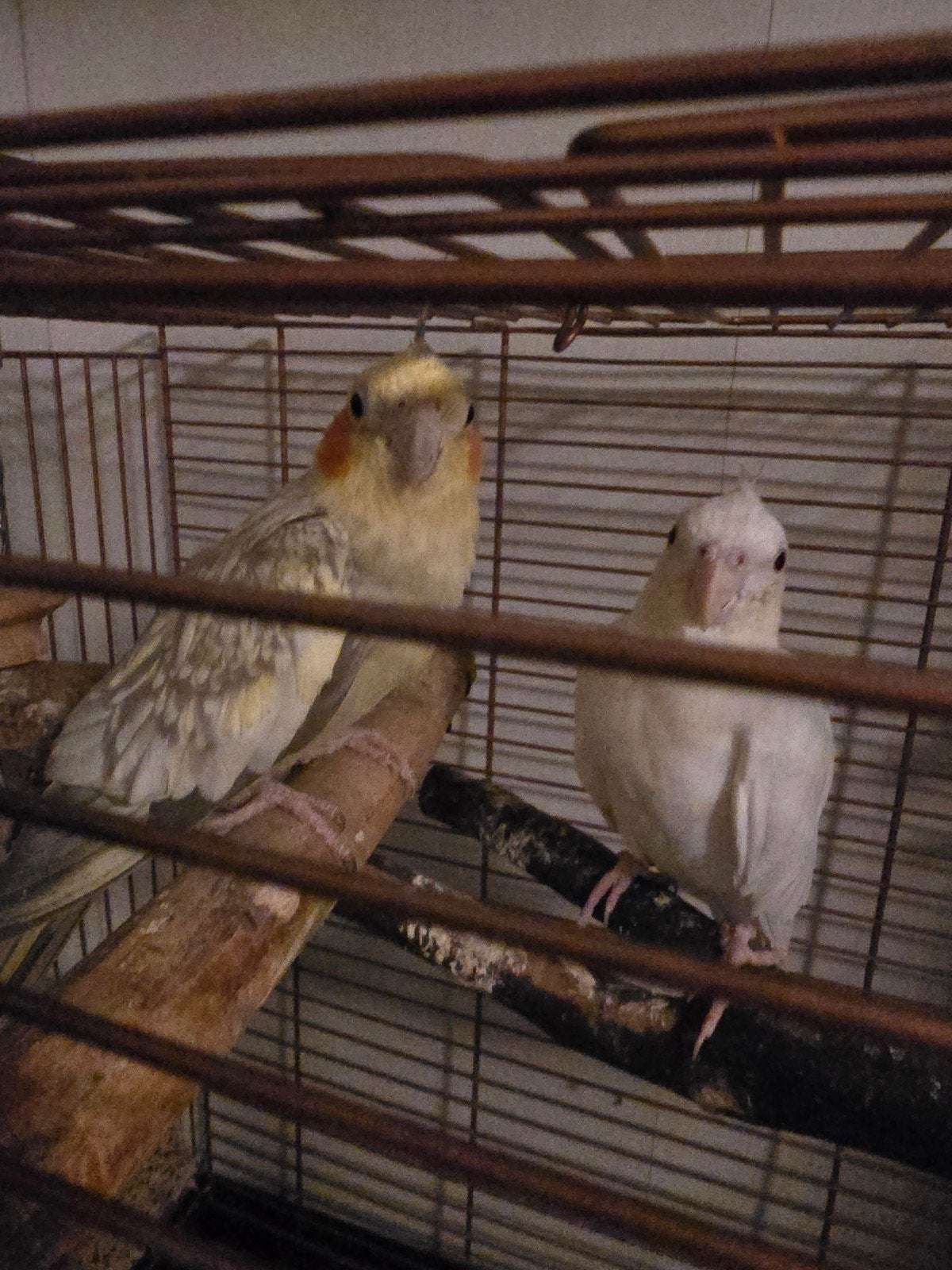 2 valkparkieten, Meerdere dieren, Kleurkanarie