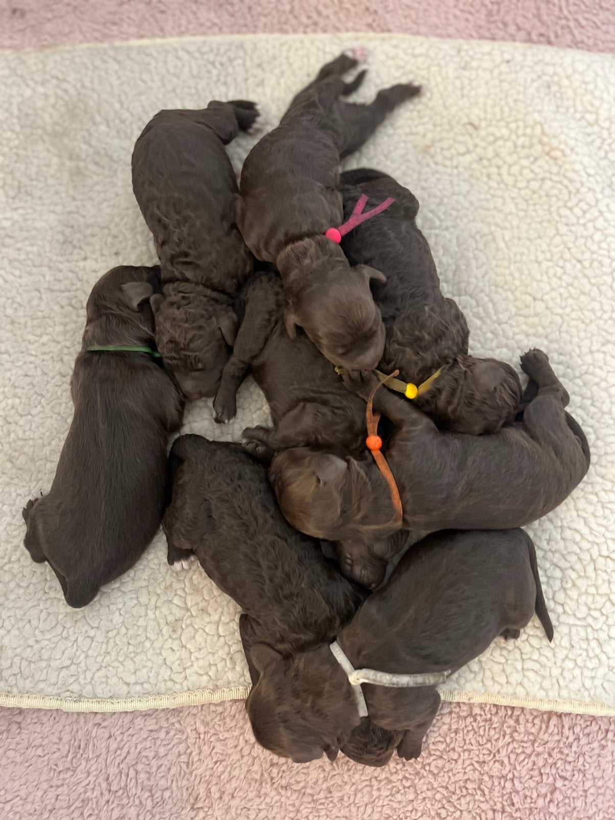❤️nestaankondiging labradoodle medium pups ❤️, Dieren en Toebehoren, Honden | Retrievers, Spaniëls en Waterhonden, Overige rassen