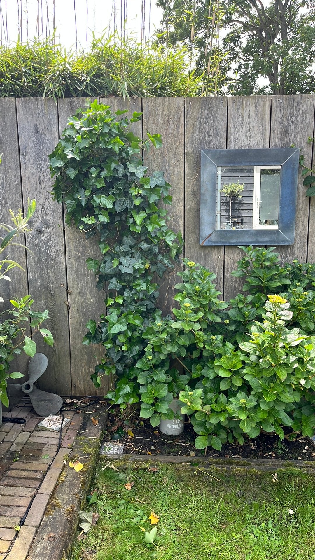 Hedera Klimop plant, Ophalen, Bloeit niet, Klimplanten, Halfschaduw