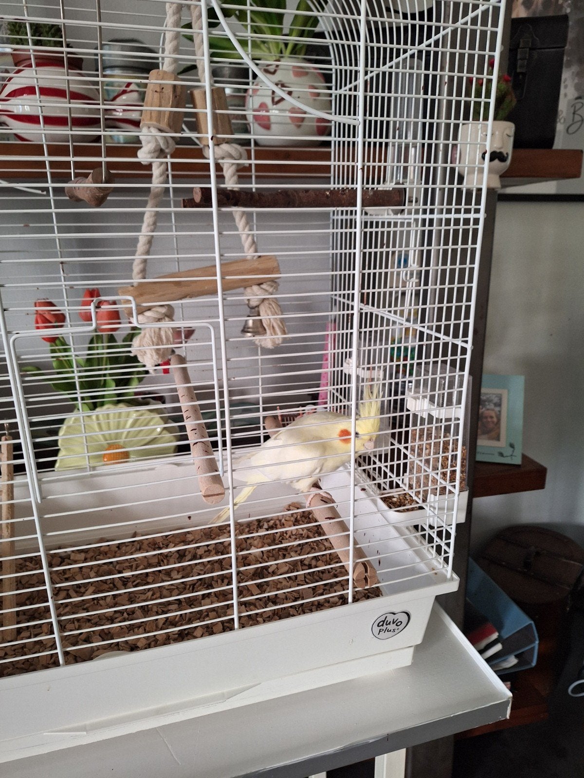 Valkparkiet geel gratis, Ophalen, Metaal, Vogelkooi