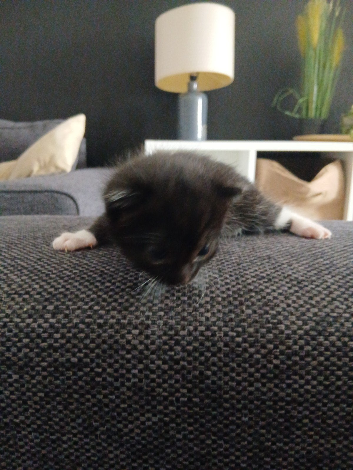 2 poesjes, Dieren en Toebehoren, Poes, 0 tot 2 jaar