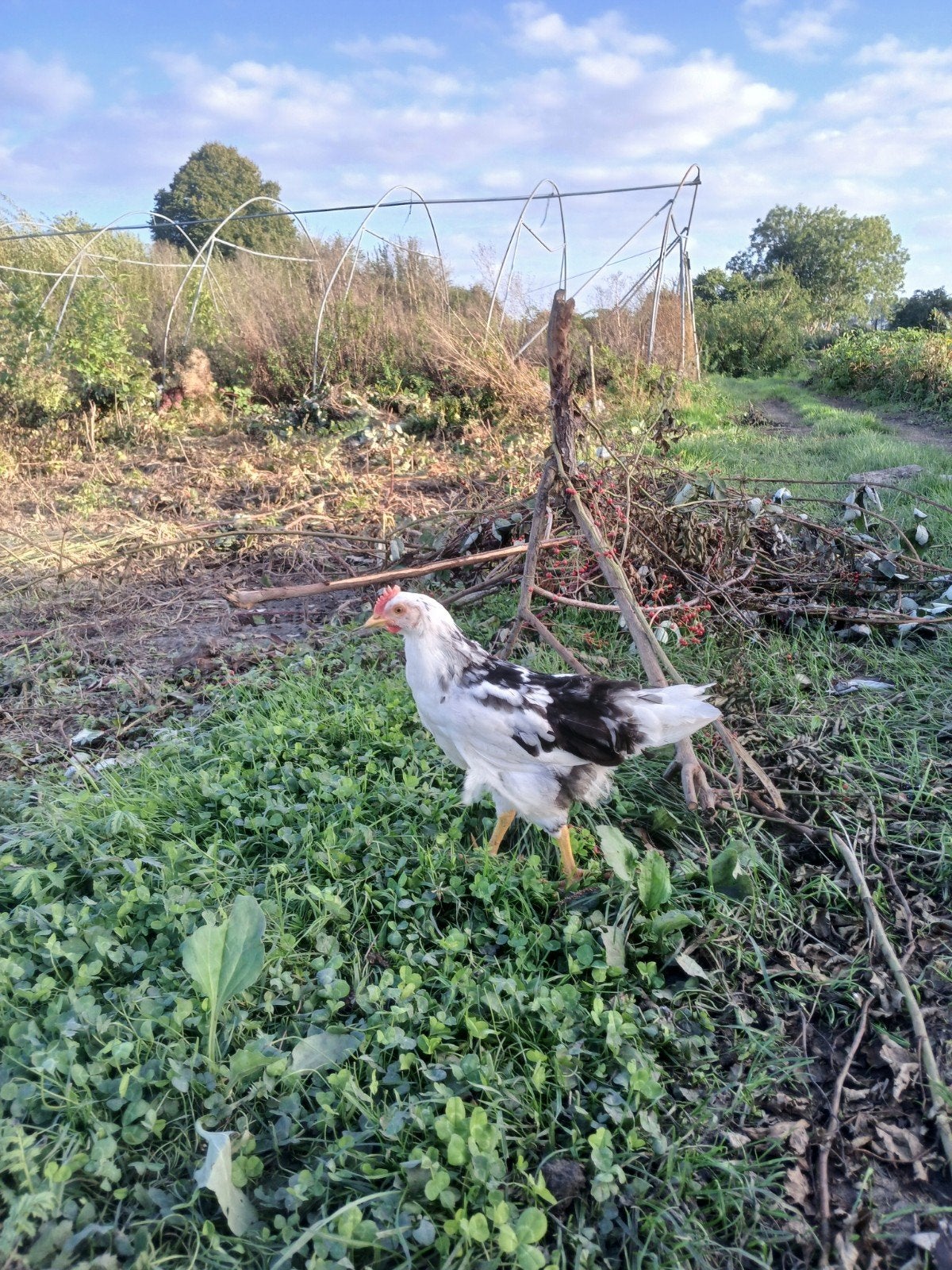 mooie jonge raszuivere hanen (goede legrassen), Dieren en Toebehoren, Mannelijk, Kip
