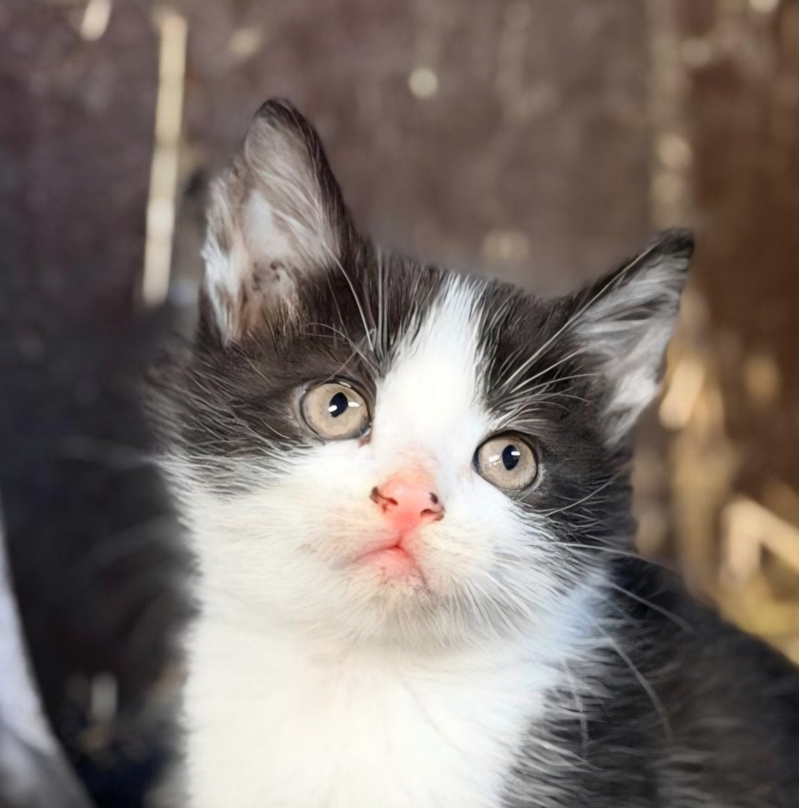 Super lieve kittens te koop (mogen het nest verlaten), Meerdere dieren