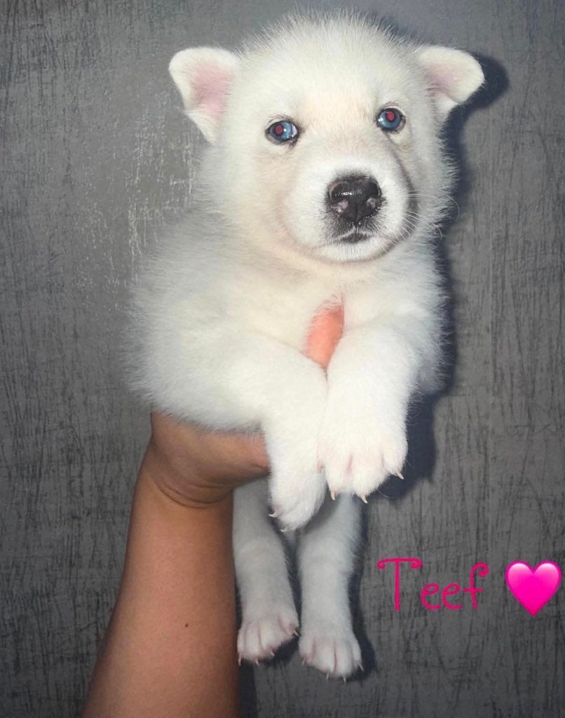pomsky pups, Dieren en Toebehoren, 8 tot 15 weken, Poolhond, Parvo, Meerdere