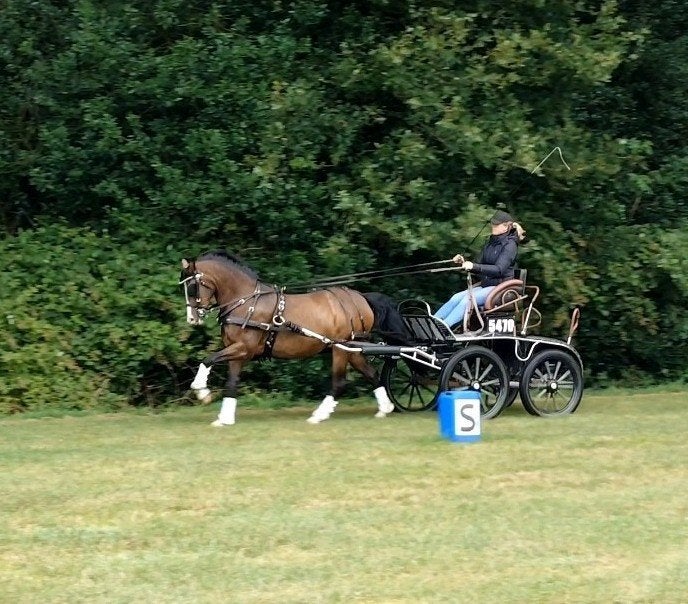 Talentvolle menpony met veel GO, Dieren en Toebehoren, Met stamboom, L, 11 jaar of ouder, Tuigpony