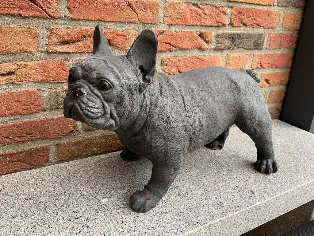 Franse Bulldog Lengte 45cm, Tuin en Terras, Tuinbeelden, Ophalen, Nieuw, Beton, Dierenbeeld