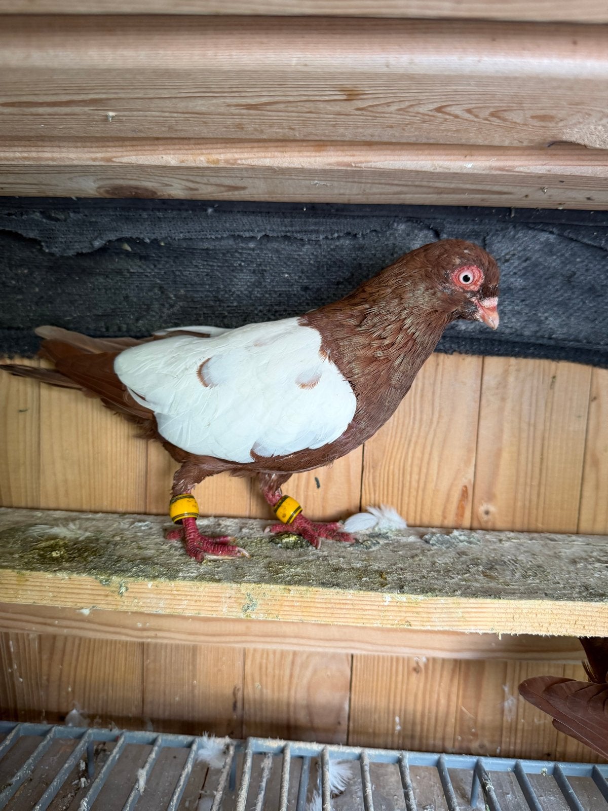 Een Koppel duiven, Dieren en Toebehoren, Meerdere dieren, Overige soorten