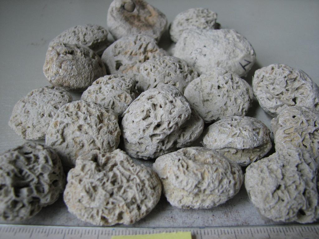 17 Versteende Schelpen. per stuk € 0,50, Verzamelen, Mineralen en Fossielen, Verzenden, Schelp(en)