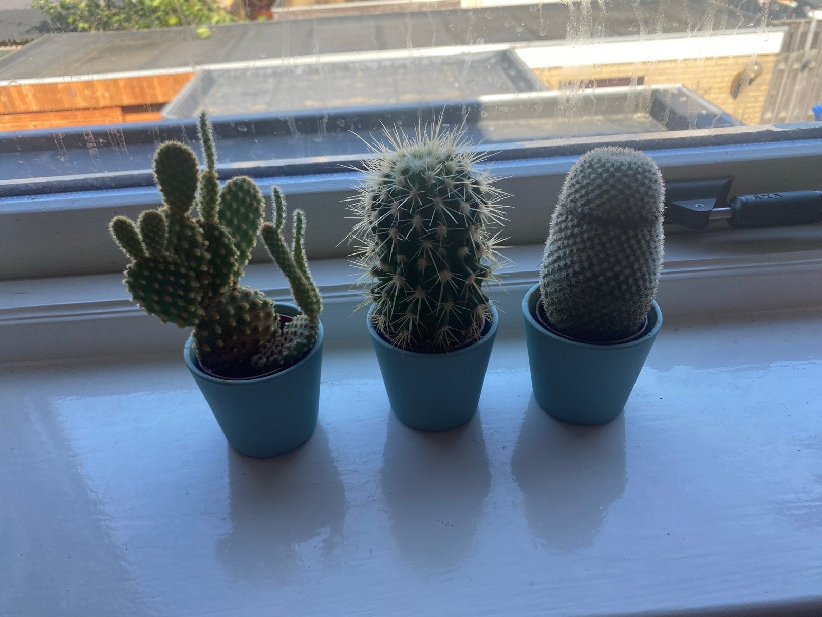 Set van 3 mini cactussen in pot, Ophalen, Minder dan 100 cm, In pot, Cactus