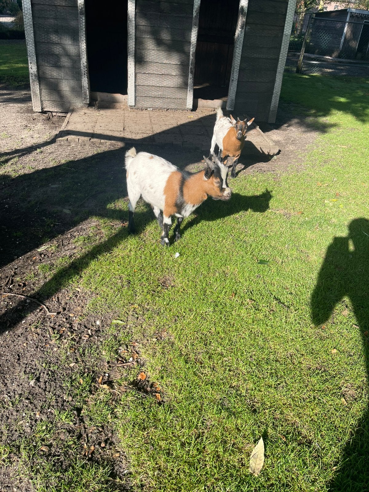 Dwerggeit, Vrouwelijk, Geit