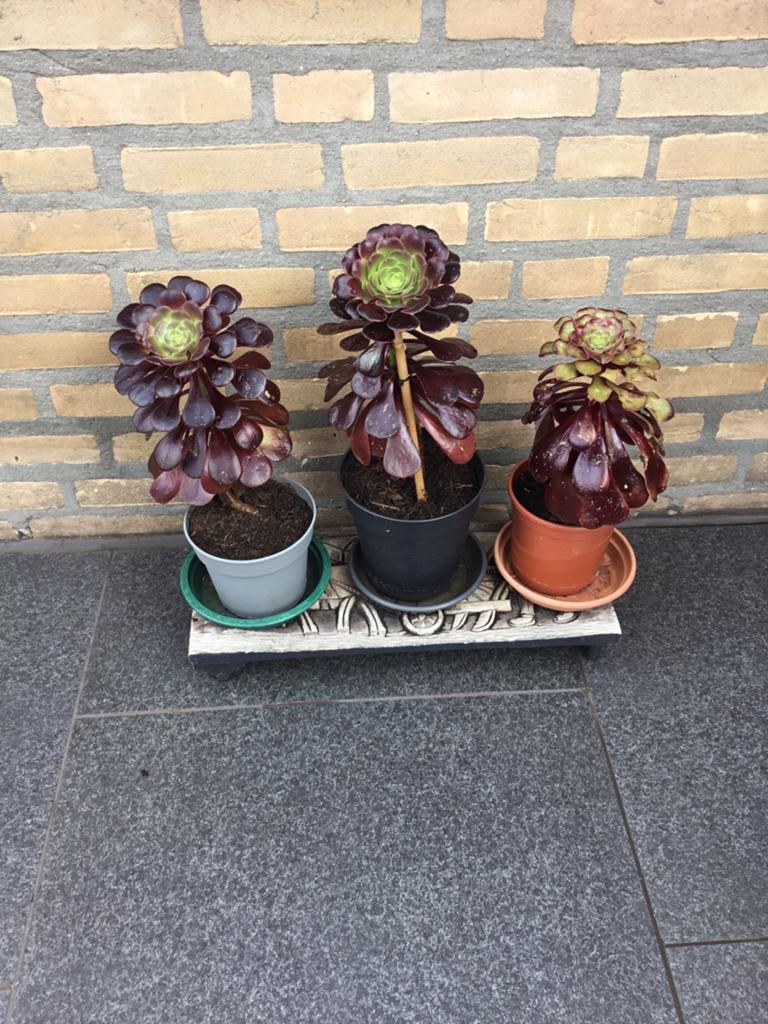 Plant, Tuin en Terras, Ophalen, Vaste plant, Overige soorten, Halfschaduw