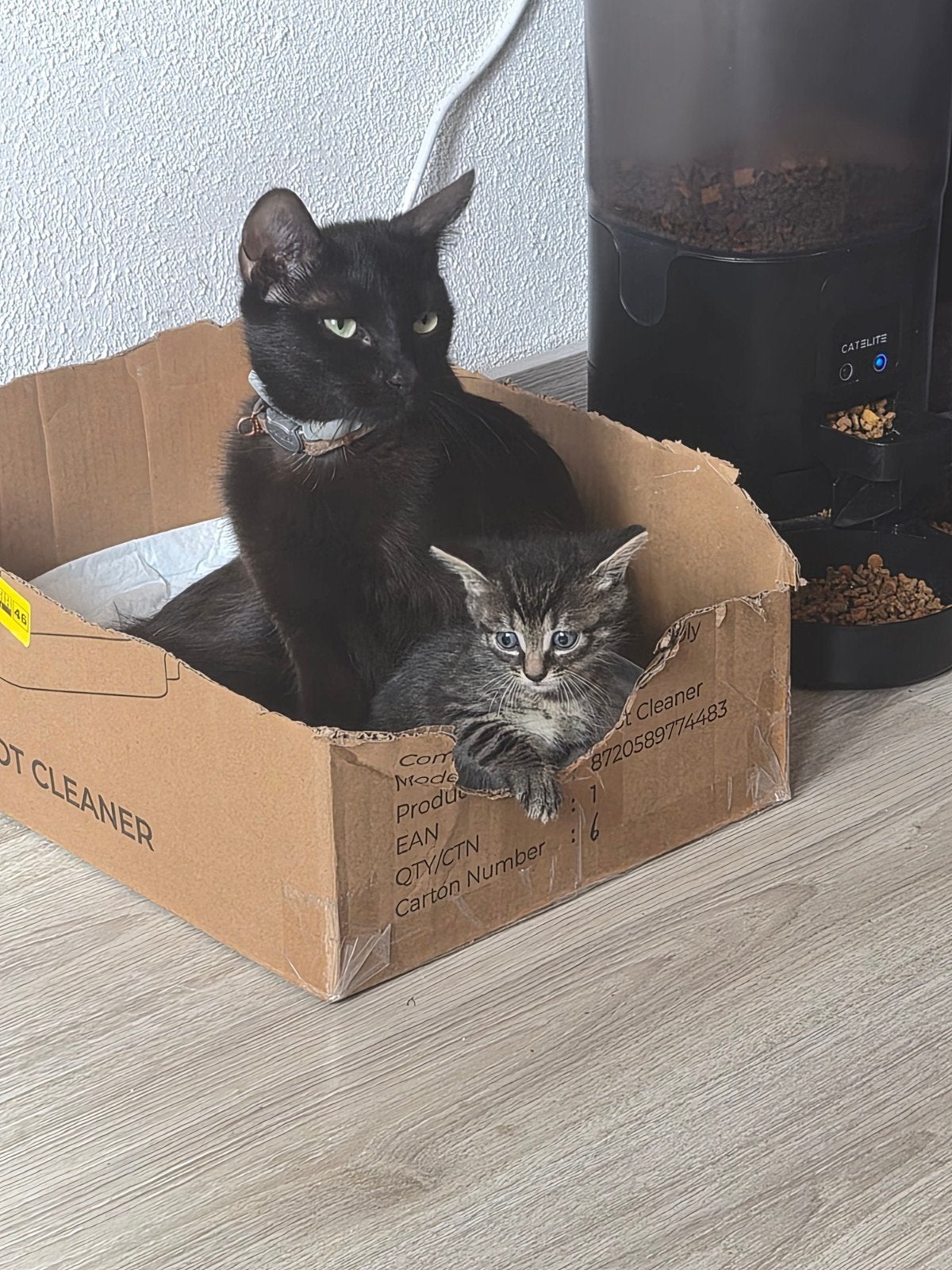 Lieve kittens te koop, Dieren en Toebehoren, Katten en Kittens | Overige Katten, Meerdere dieren