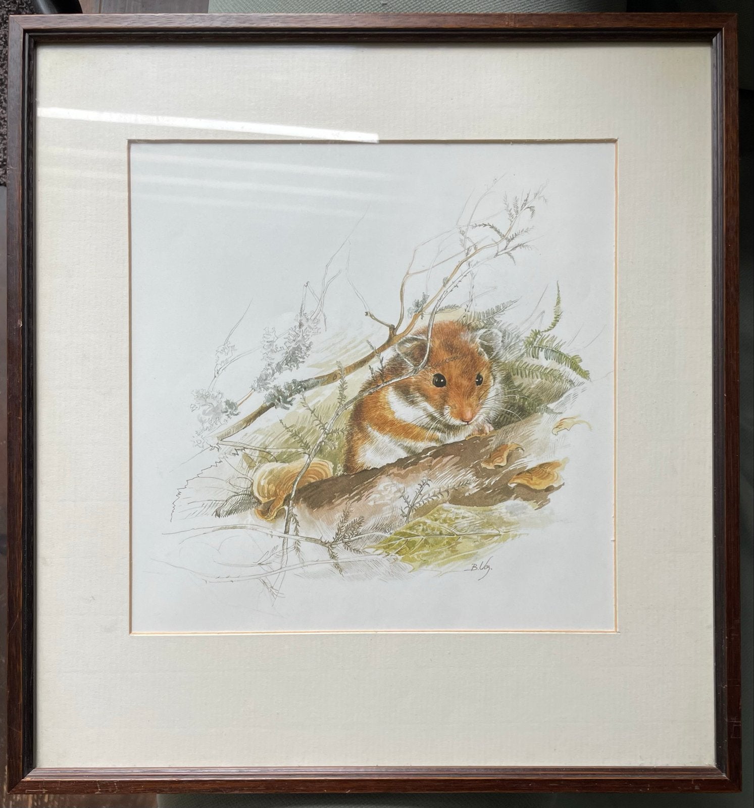 Korenwolf door B. Vos - Originele aquarel., Ophalen of Verzenden, Tekening, Gemengde techniek, Gesigneerd