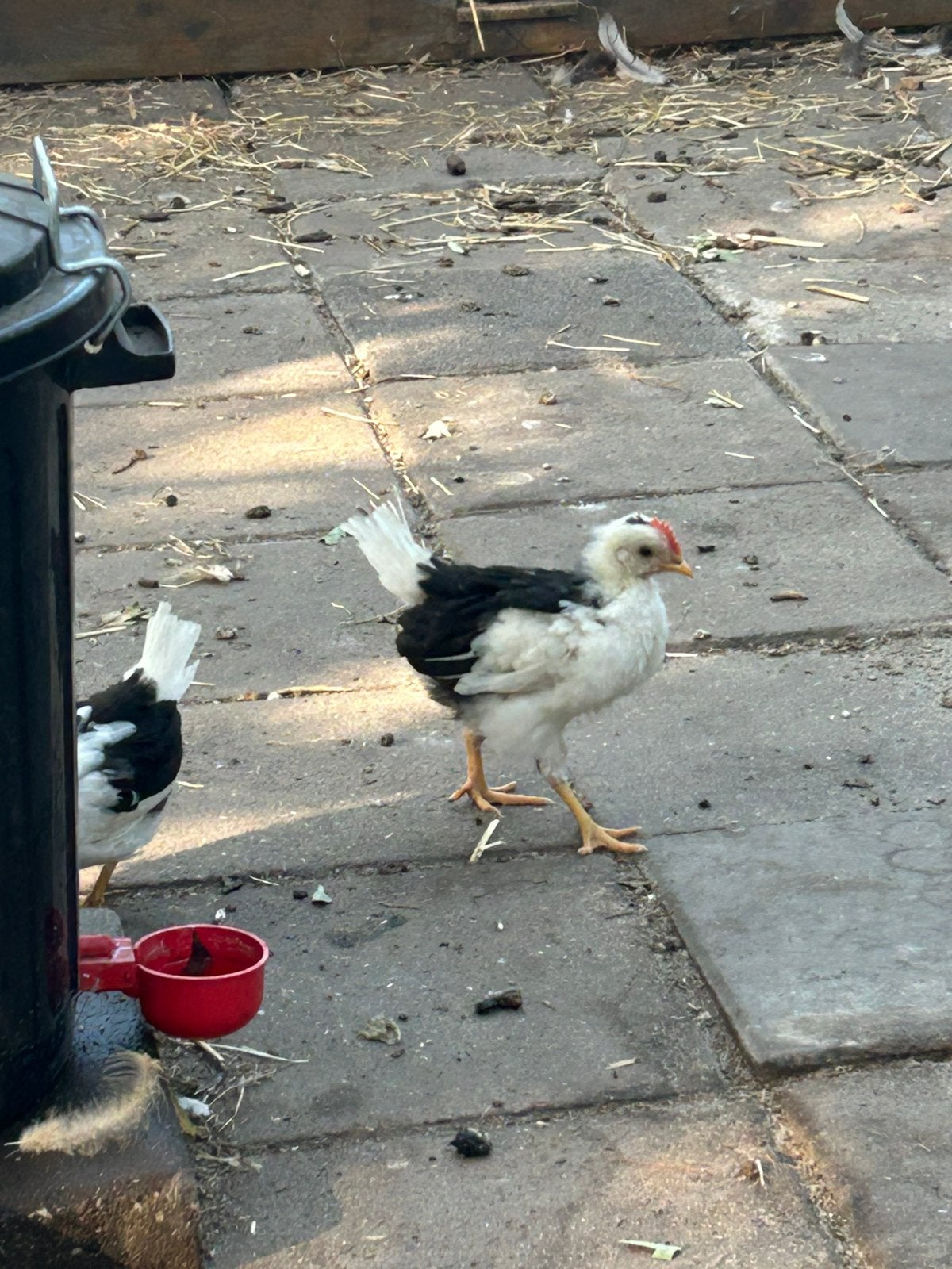 Bonte leghorn haan, Dieren en Toebehoren, Pluimvee, Mannelijk, Kip