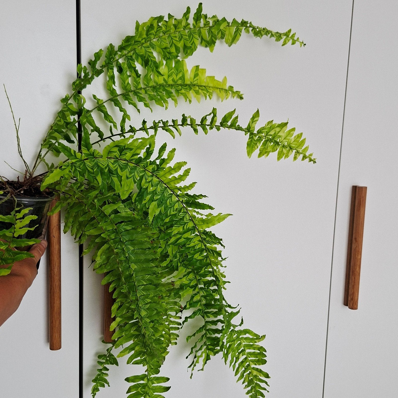 Nephrolepis exaltata Boston fern krulvaren variegata, Ophalen of Verzenden, Halfschaduw, Minder dan 100 cm