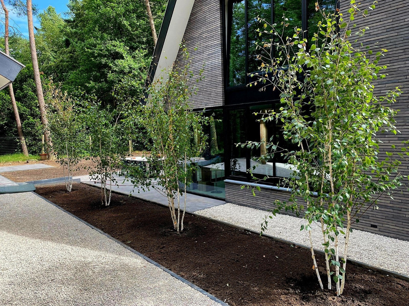 Betula utilis 'Doorenbos' meerstam berk🌿, Ophalen