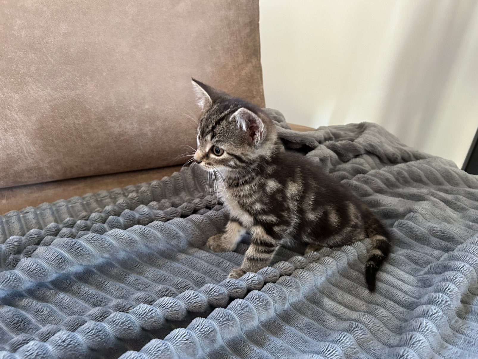 Nog 3 lieve cyperse kittens te koop, Dieren en Toebehoren, Meerdere dieren, 0 tot 2 jaar