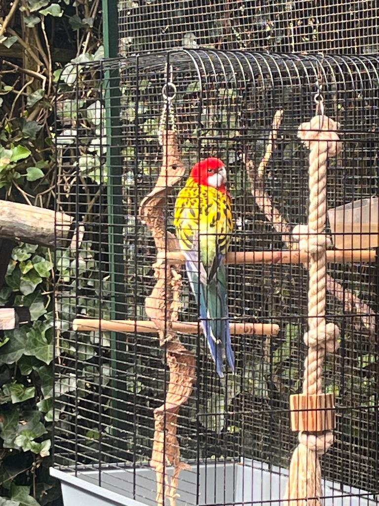 Prachtrosella man, Mannelijk, Parkiet, Geringd