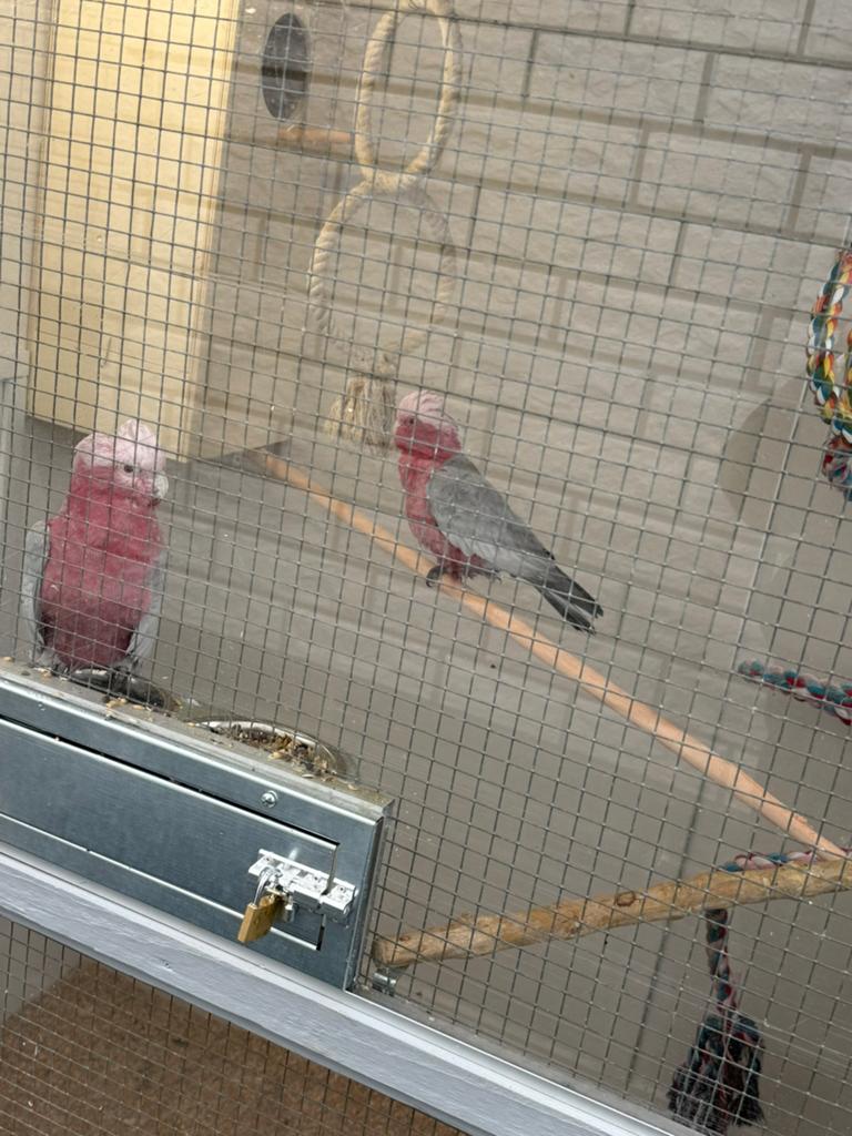 Rose kakatoe koppel, Dieren en Toebehoren, Meerdere dieren, Papegaai
