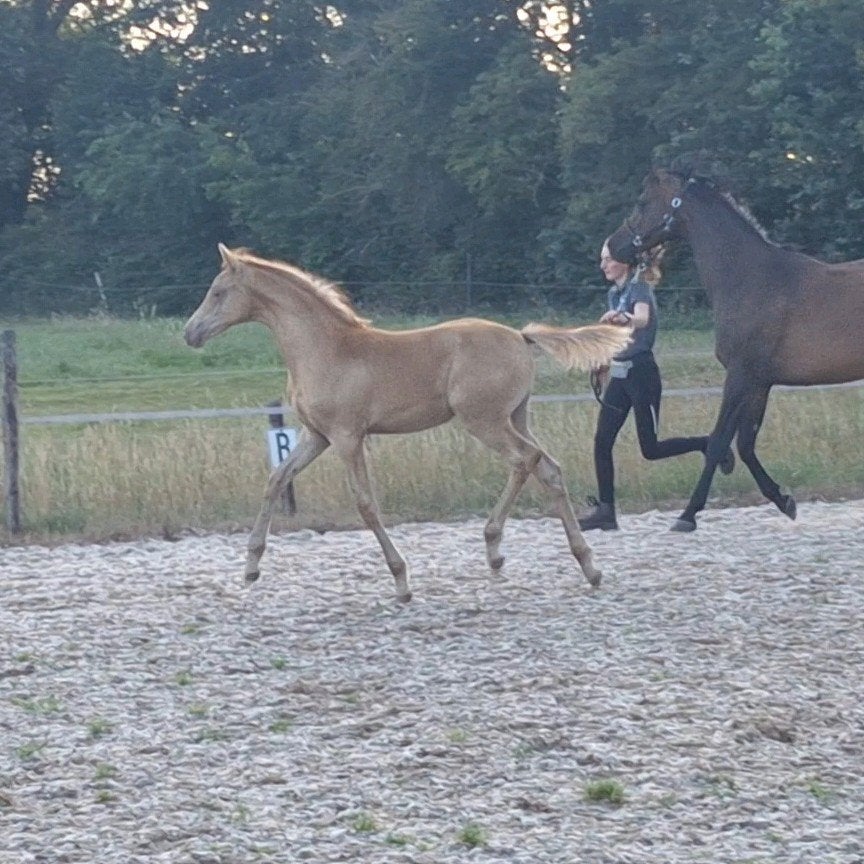 Gold champagne merrieveulen NRPS en volbloed Arabier merrie, Dieren en Toebehoren, Met stamboom, Dressuurpaard, Zadelmak, 3 tot 6 jaar