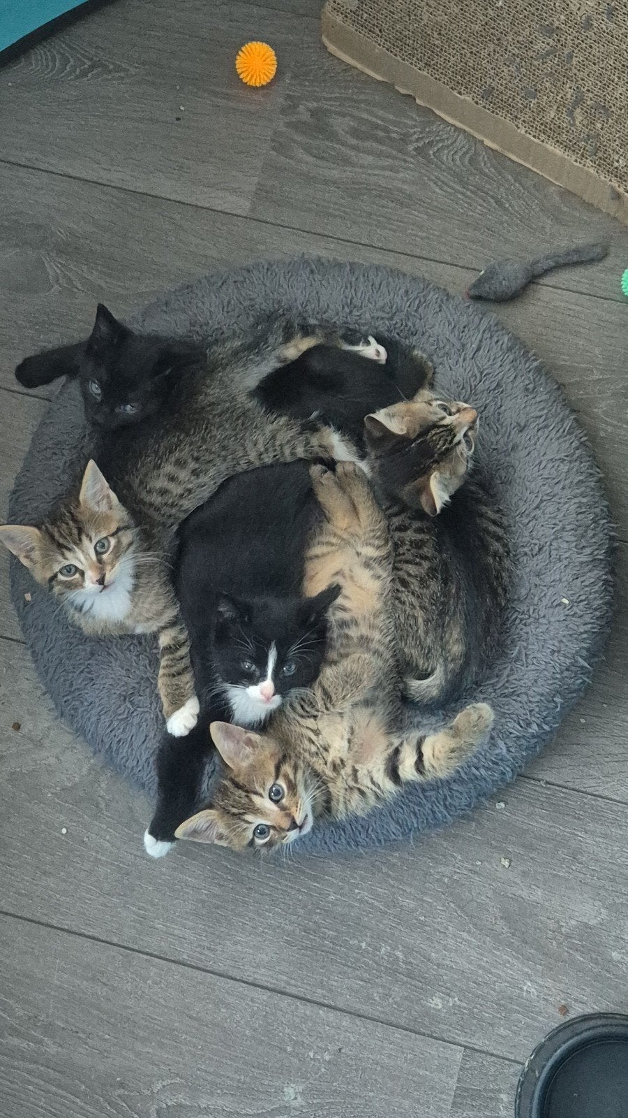 Kittens zoeken een nieuw speelplekje, Dieren en Toebehoren, Meerdere dieren
