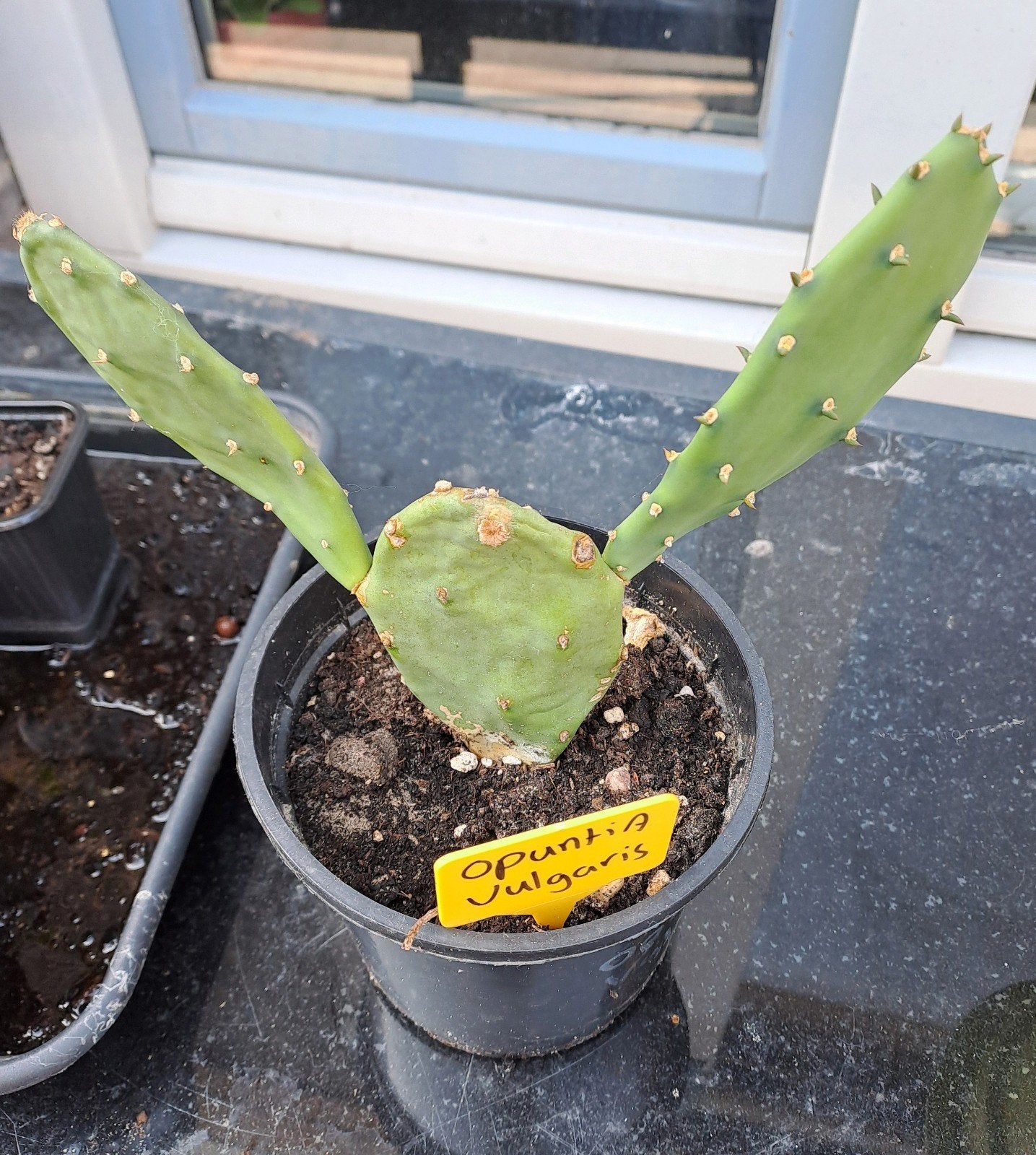 Opuntia vulgaris, Ophalen, Overige soorten, Volle zon