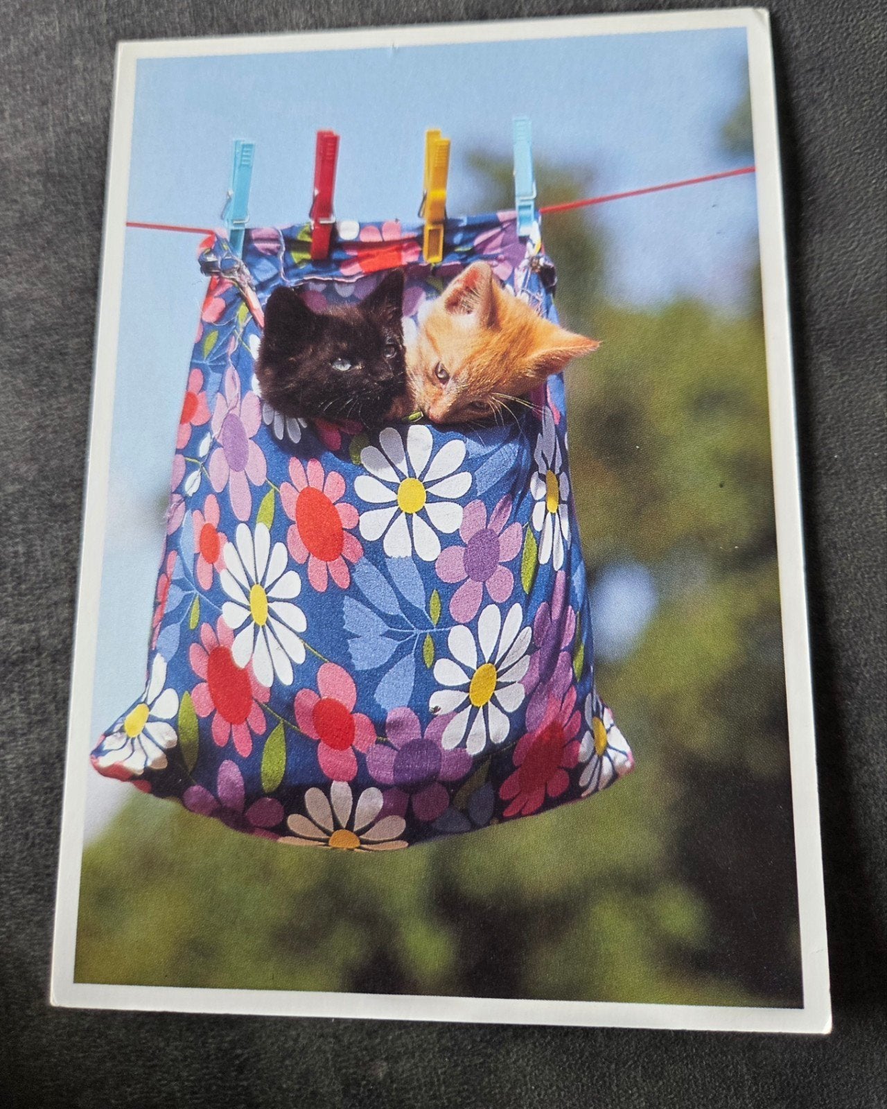 Schattige kittens in waszak, Verzamelen, Verzenden, 1980 tot heden, Gelopen, Hond of Kat