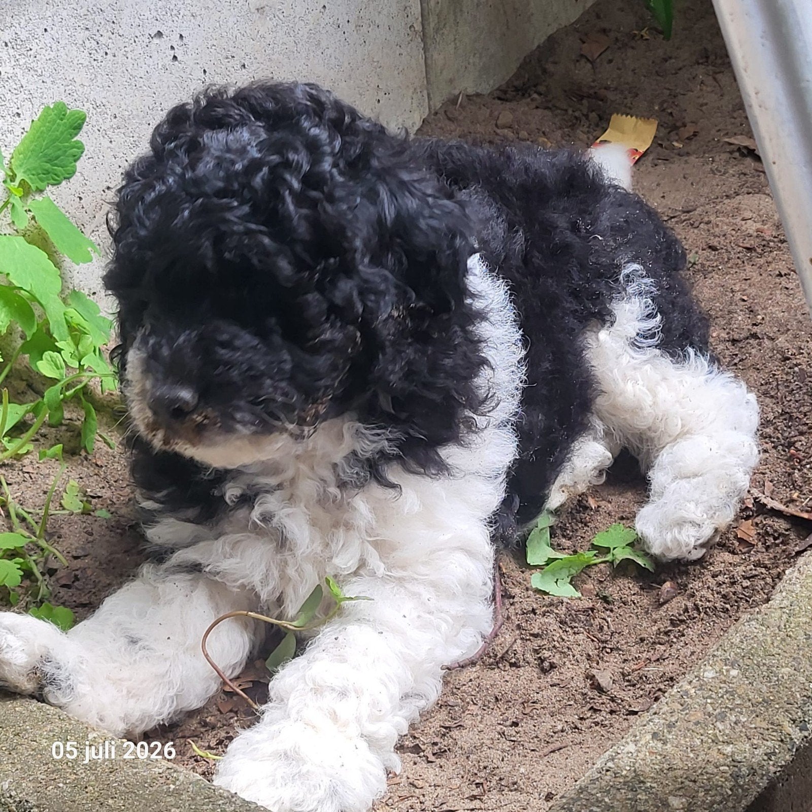 poedel pupje met FCI stamboom UBN 6890324, Poedel, Parvo, Reu, 8 tot 15 weken