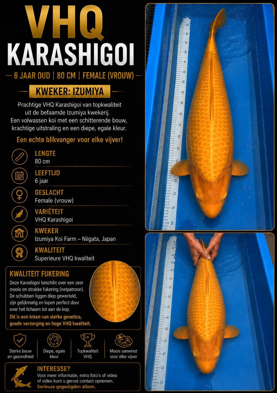 Female VHQ Mango Karachigoi 80cm !!!, Dieren en Toebehoren, Karper of Koi