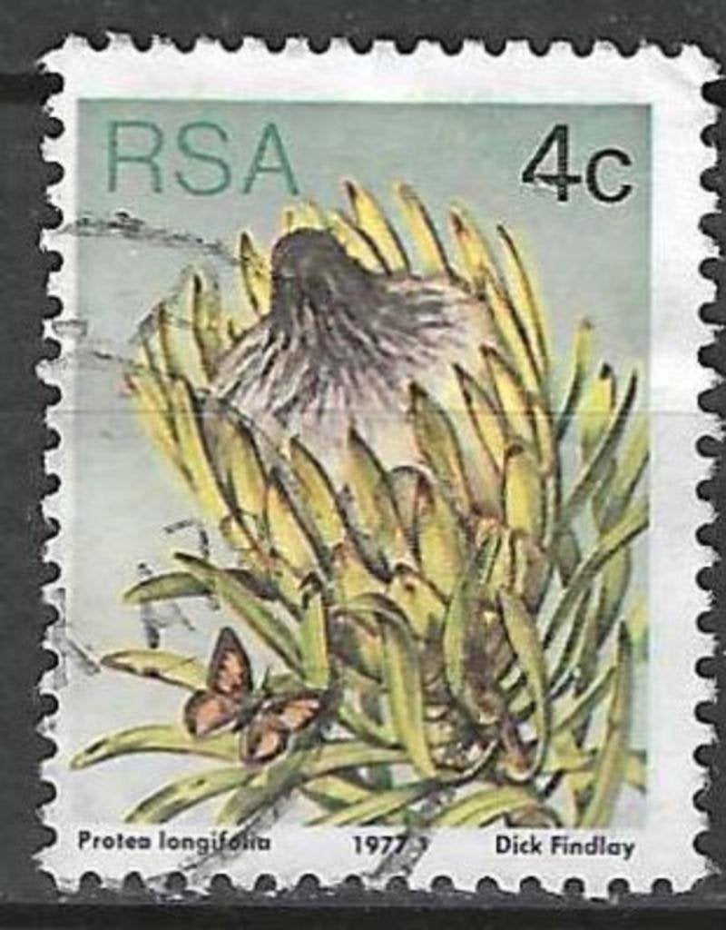 Zuid-Afrika 1977 - Yvert 419 - Langbladige suikerstruik (ST), Verzenden, Zuid-Afrika, Gestempeld