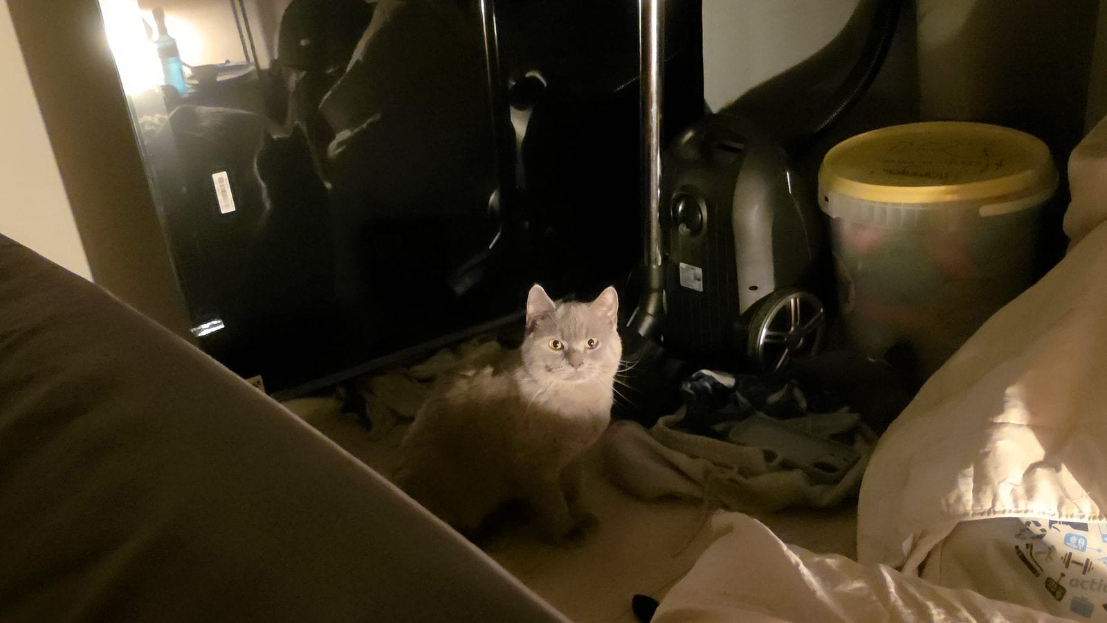Britse korthaar kater 15 maanden., Dieren en Toebehoren, Katten en Kittens | Raskatten | Korthaar, Kater, Ontwormd, 0 tot 2 jaar