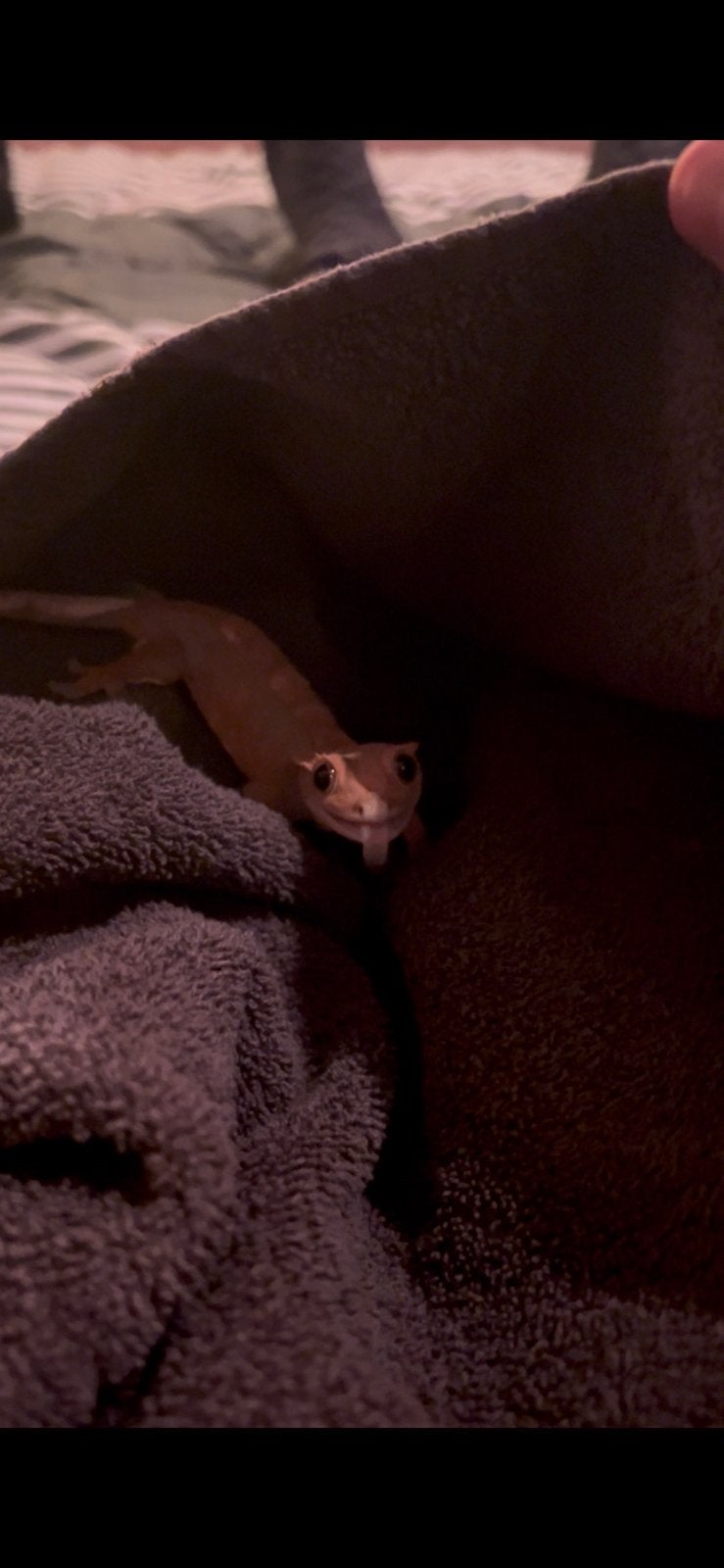 Wimpergekko - Correlophus ciliatus Crested Gecko photo 4