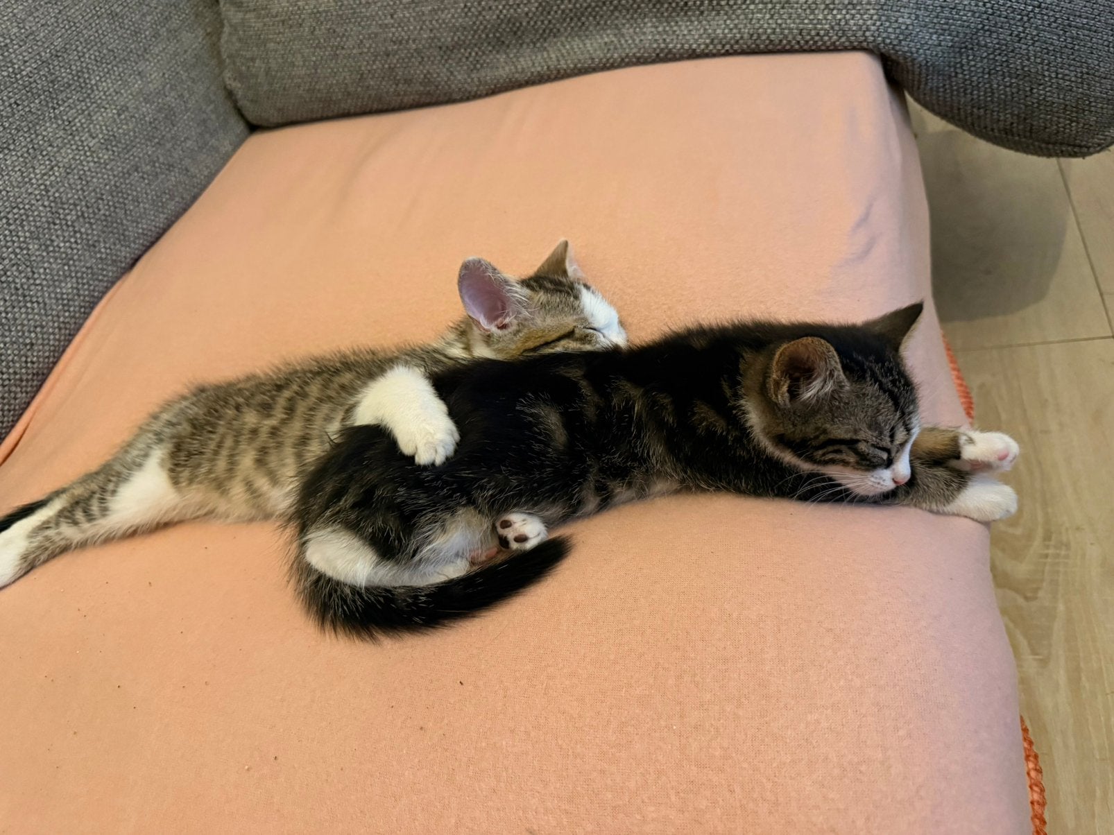 Lieve mix boskat kittens  MOGEN MEE, Meerdere dieren