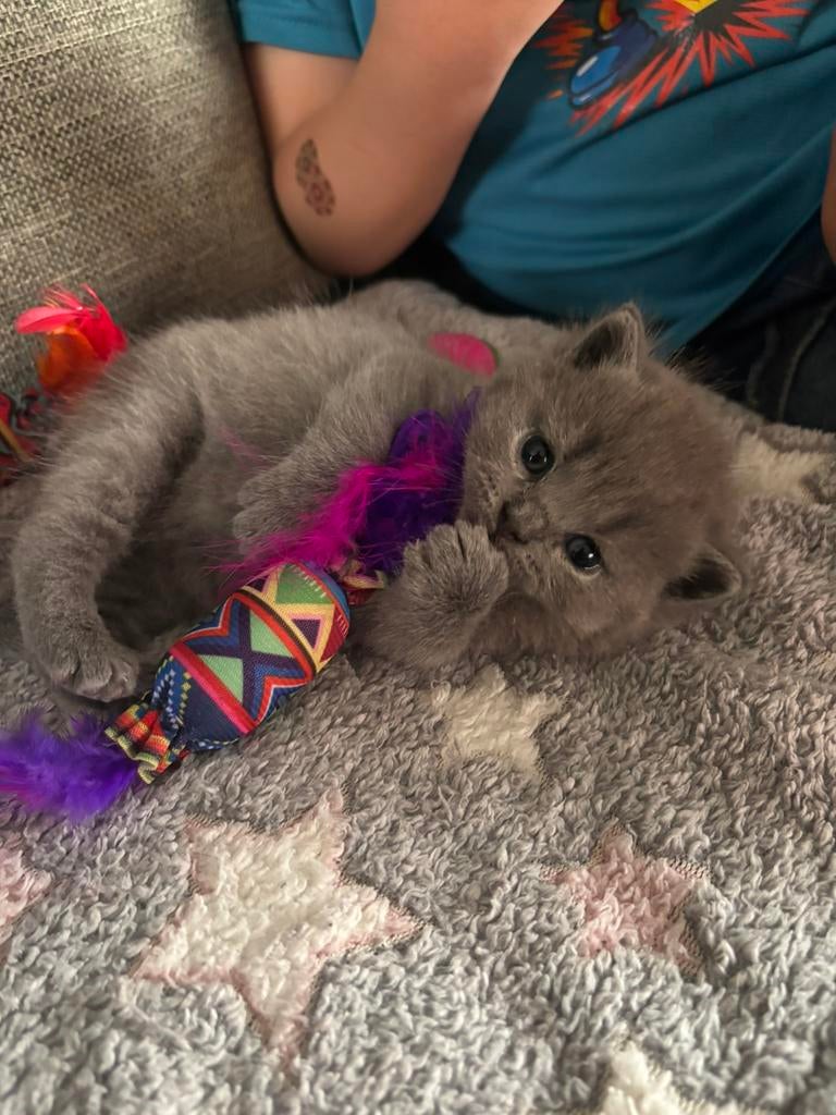 Super lieve britse korthaar kittens, Dieren en Toebehoren, Katten en Kittens | Raskatten | Korthaar, Meerdere dieren, Ontwormd