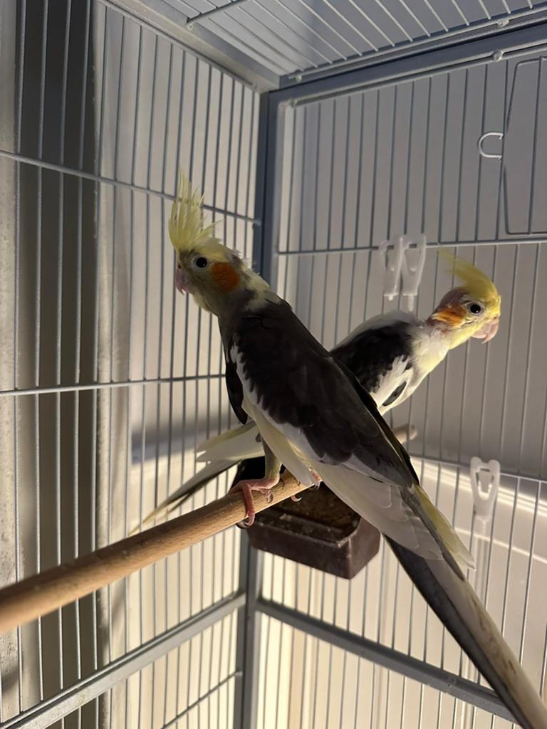 Bonte Valkparkieten koppeltje te koop handtam en lief, Dieren en Toebehoren, Vogels | Parkieten en Papegaaien, Meerdere dieren