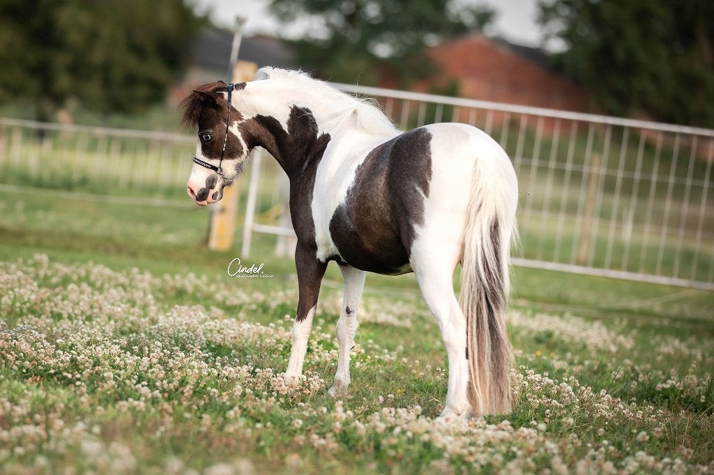 AMHA / NMPRS minipaardjes, Dieren en Toebehoren, Pony's, Merrie, Met stamboom, 0 tot 2 jaar
