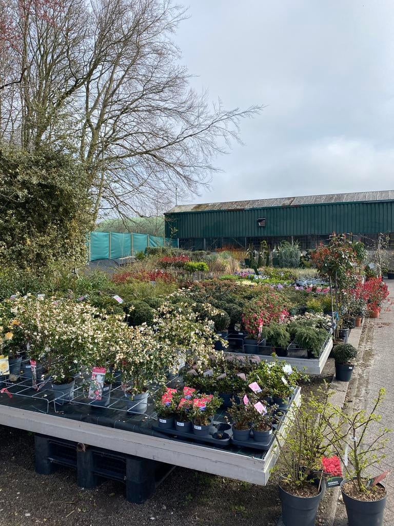 Tuincentrum aan huis - Bij Betty's Greenhouse Sappemeer, Tuin en Terras, Ophalen