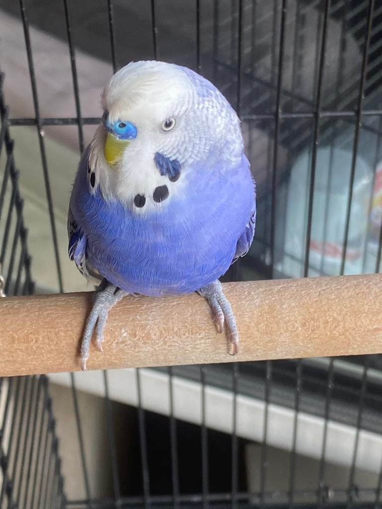 Vogels, Dieren en Toebehoren, Meerdere dieren